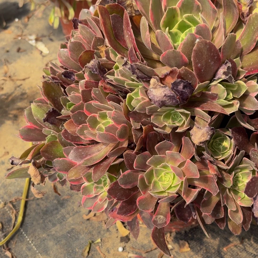 无花朵147多肉植物捧花