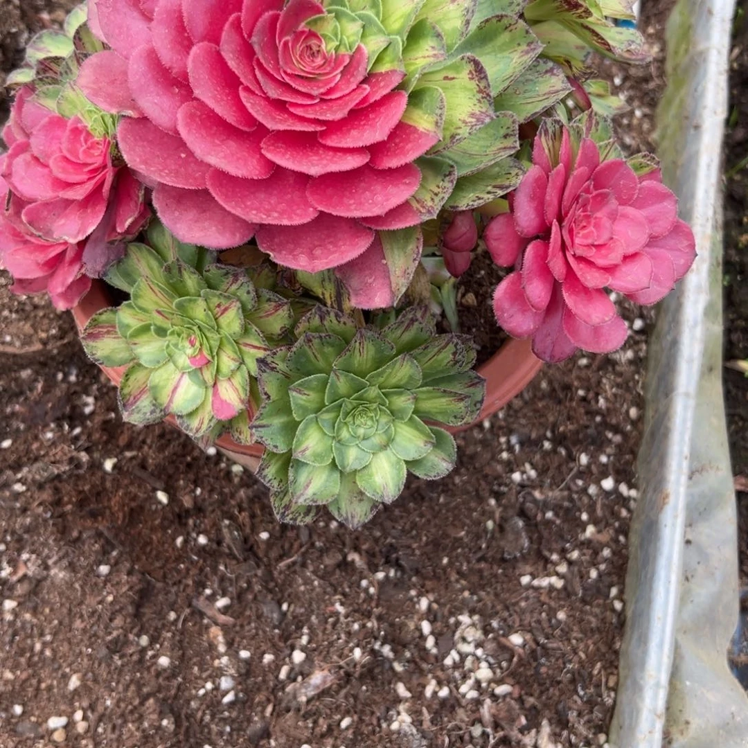 新*6025知否无根多肉多肉多肉