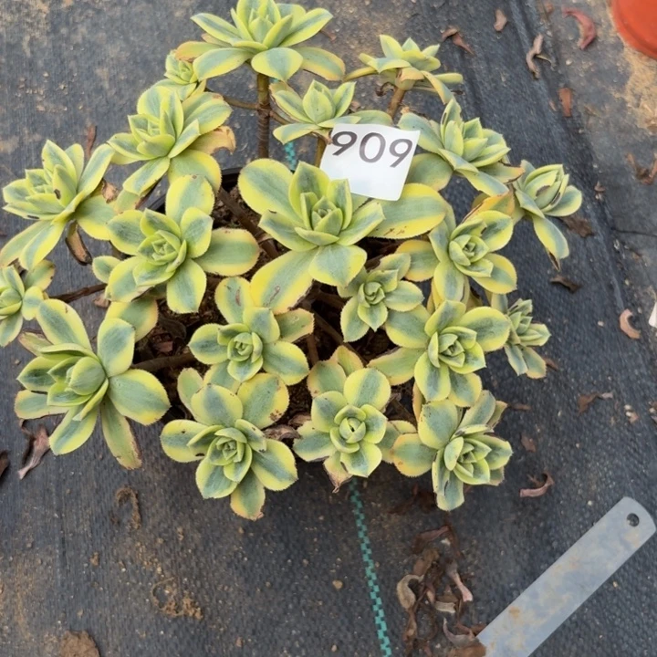 星爆多肉植物不包损909会氧化发黑