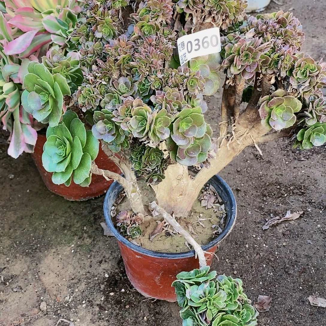 360 号20包邮不包断枝