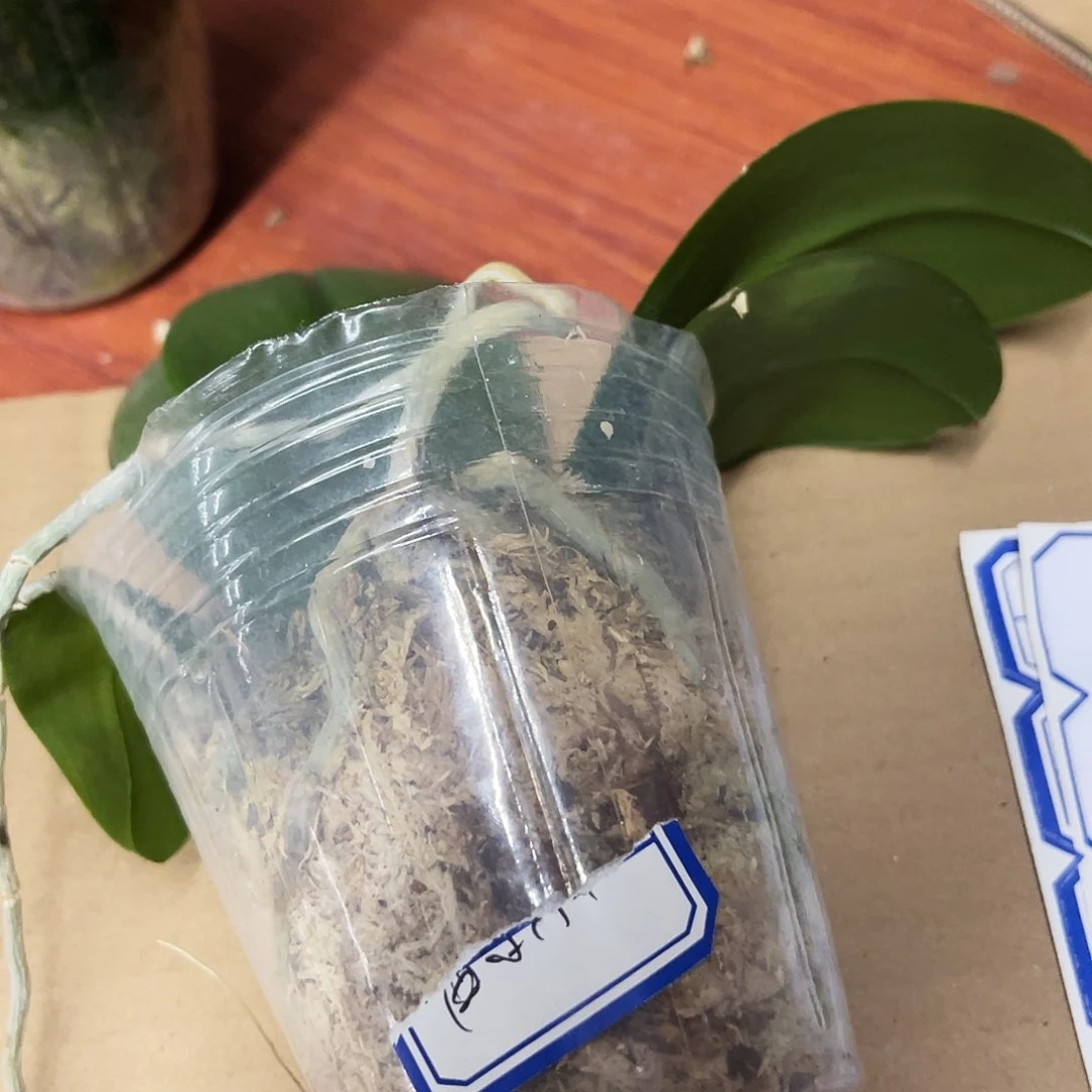 当前无花栽培后可以开花m**e蝴蝶兰香奈儿2.8瑕疵