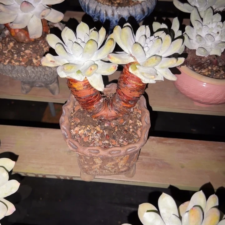 y***3拇指仙女杯多肉植物