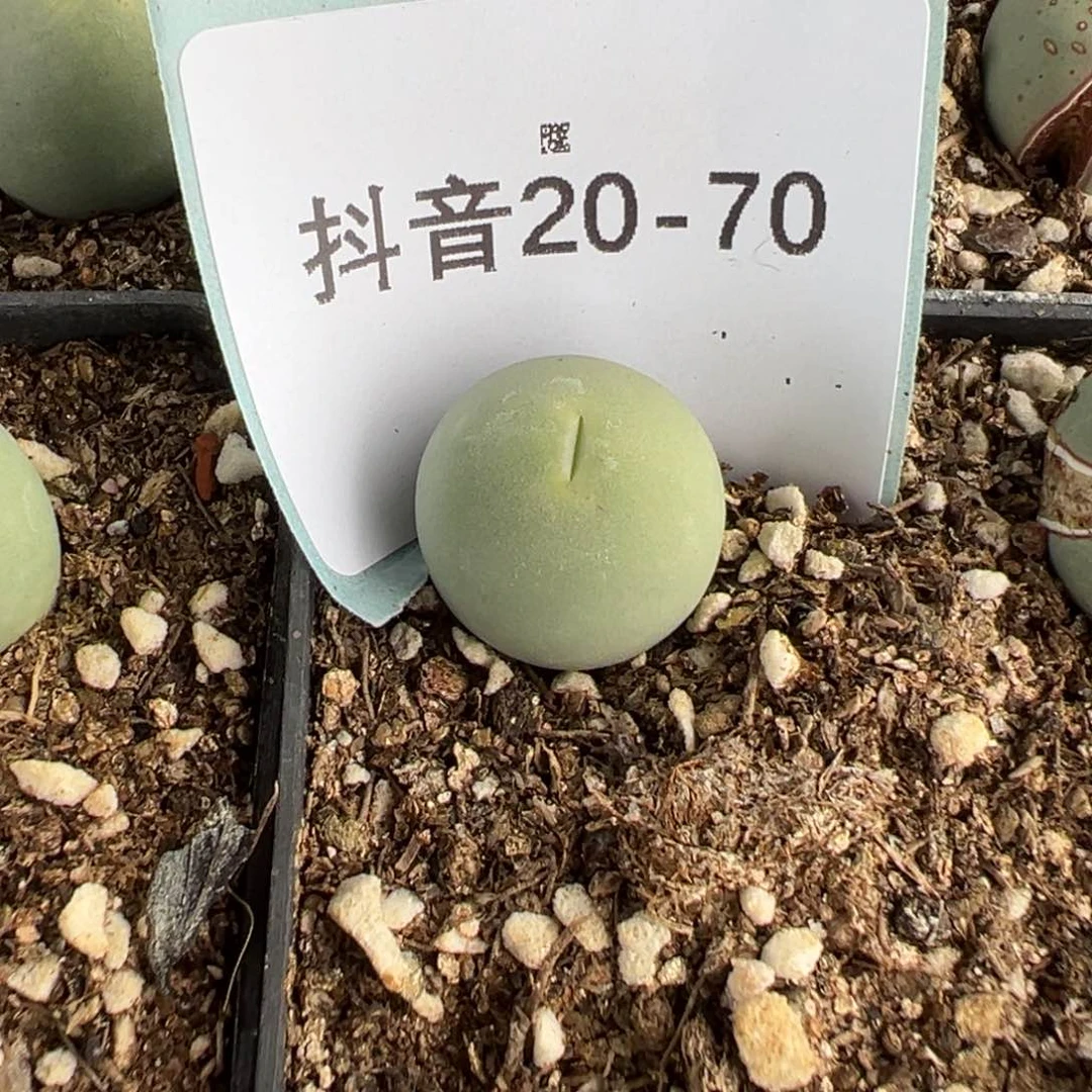 20-70量拍鸽子蛋4颗，尺寸1.5左右
