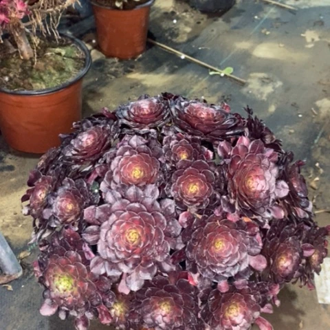 红桐中斑多肉植物021