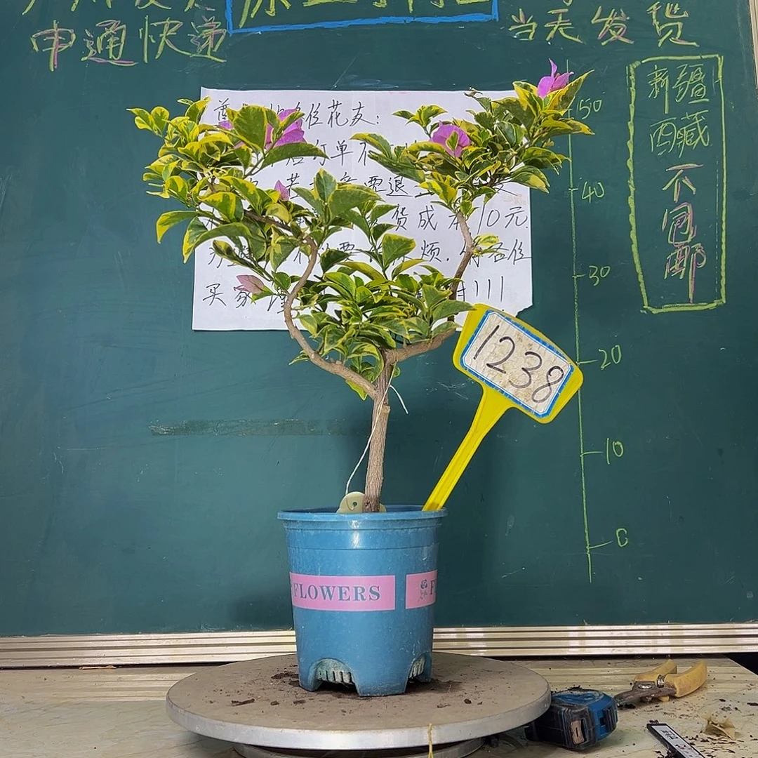 当前无花栽培后可以开花金边浅紫 小树头 1238