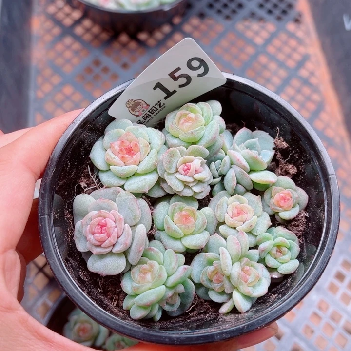 多肉植物多肉植物