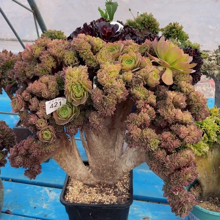 421号万圣节朵朵有伤