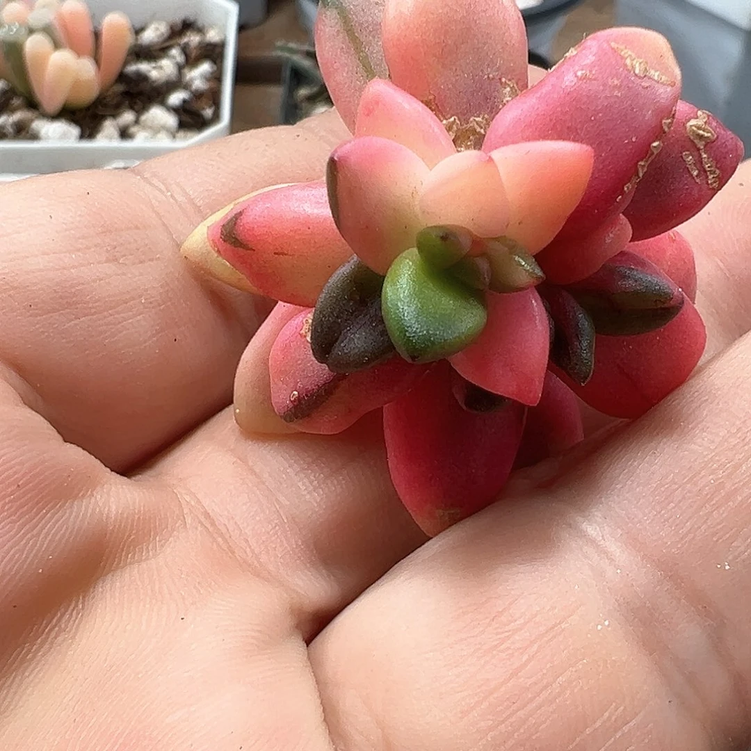 黒美人锦头骨 小方花圃一物一拍