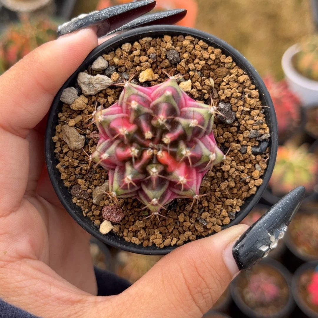 泰系米哈锦 带盆土发货