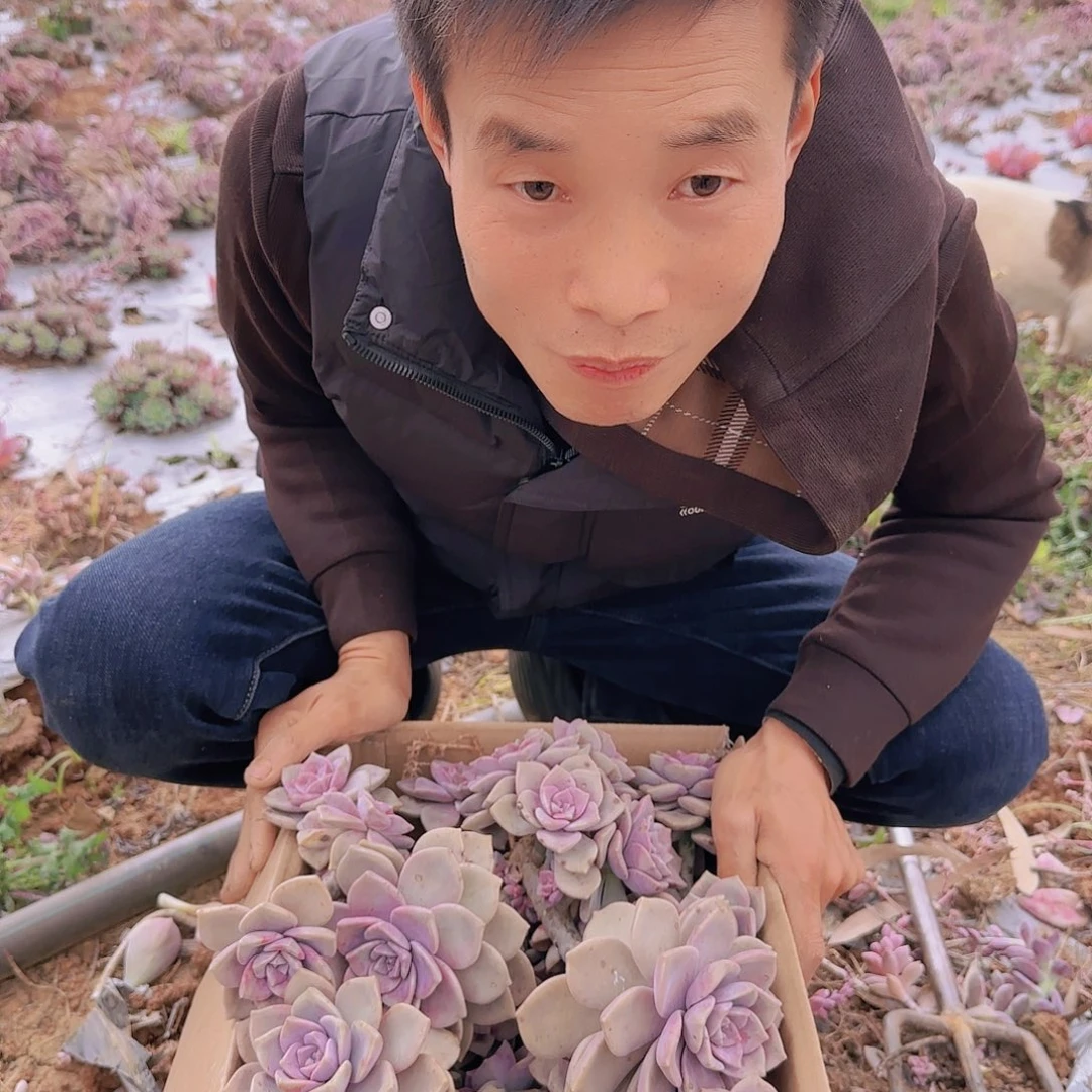 地栽箱拍紫乐多肉不售后