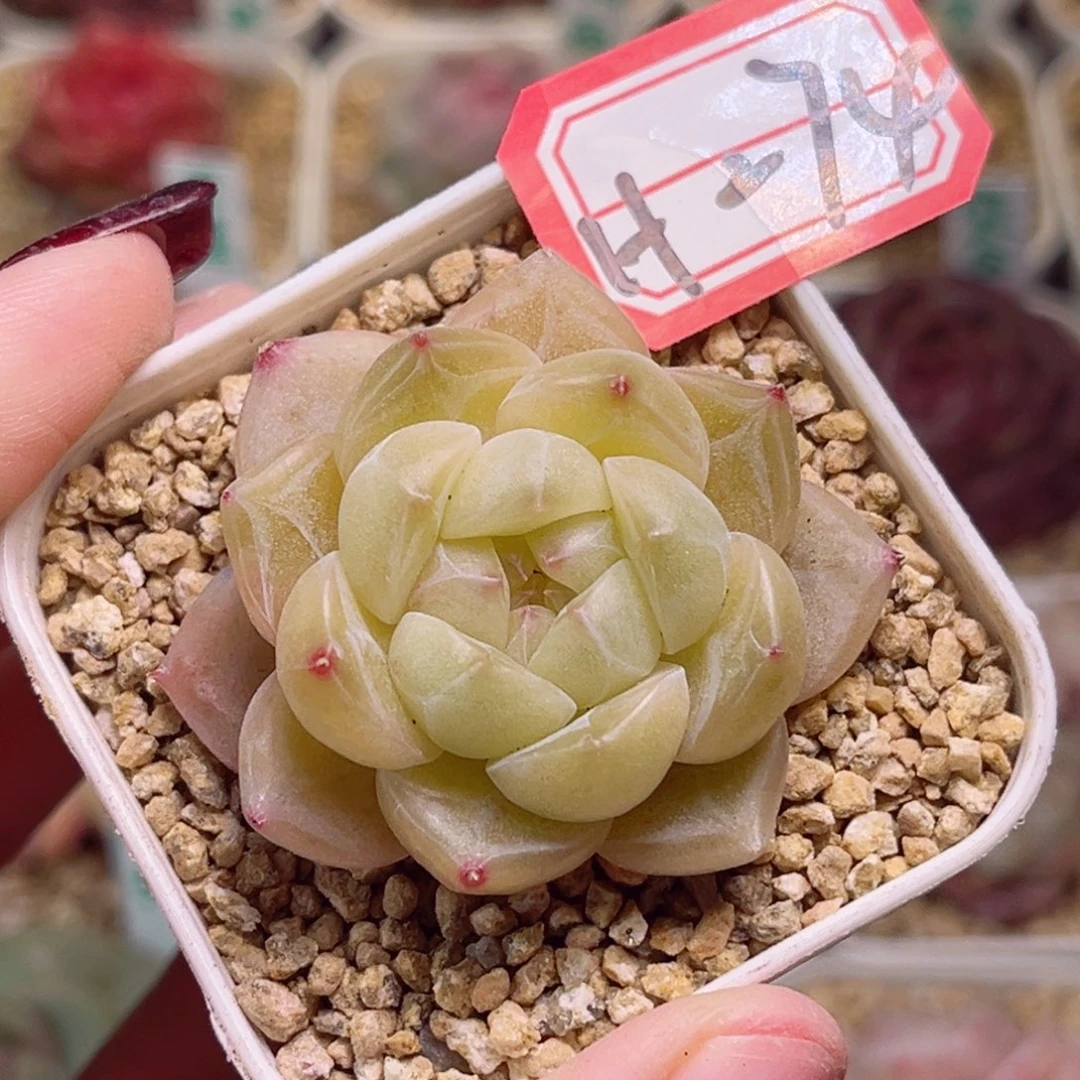 H274一物一拍 不知道