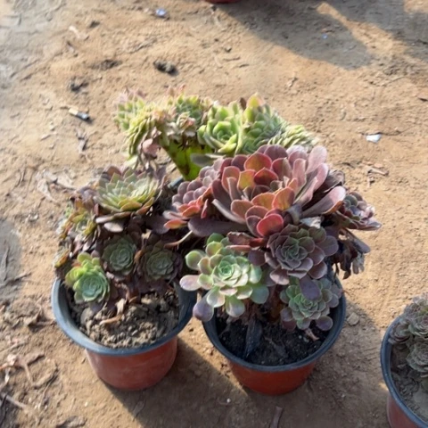 544多肉植物组合，