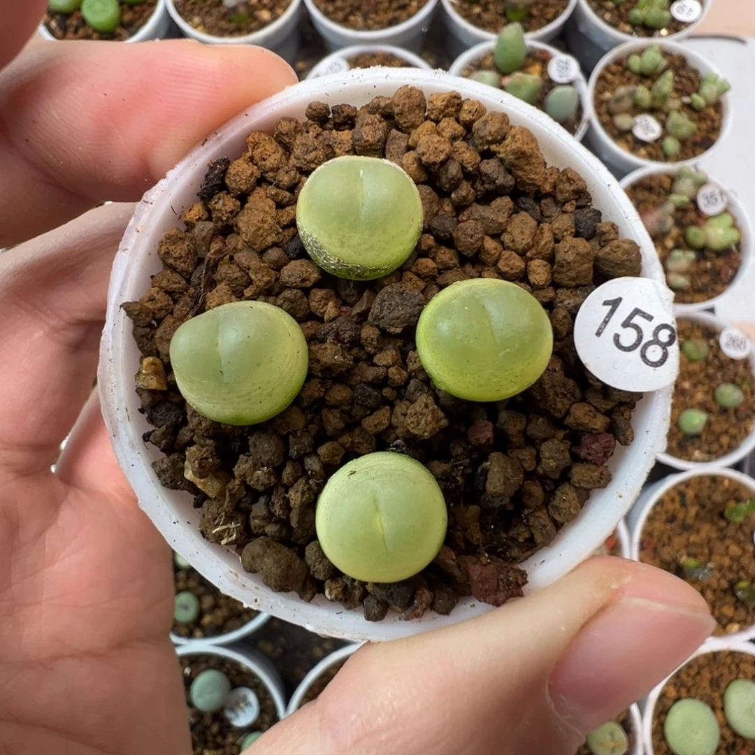 拉登一颗脱土15800000