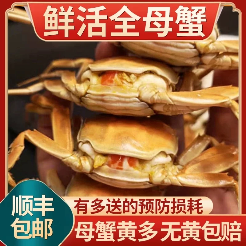 【活蟹】鲜活三元河蟹 母蟹0.8-0.9两 12只