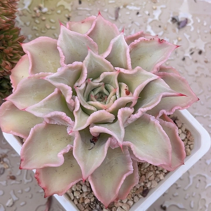 饺子皮1220多肉植物