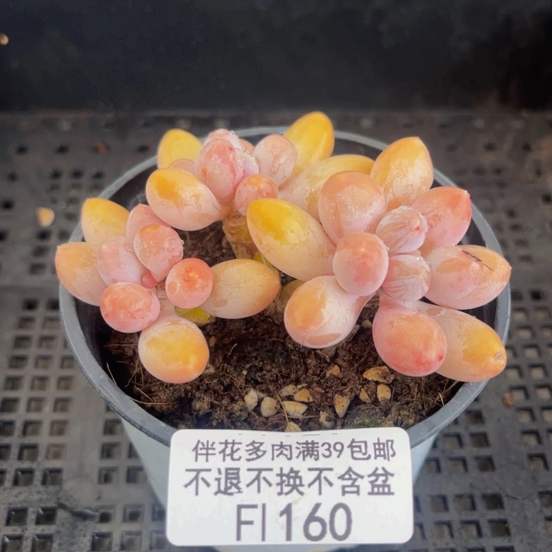 160-香水手指奶酪6cm