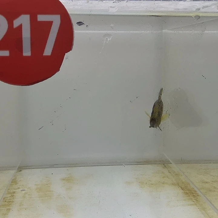 海水217号人工黄金虎