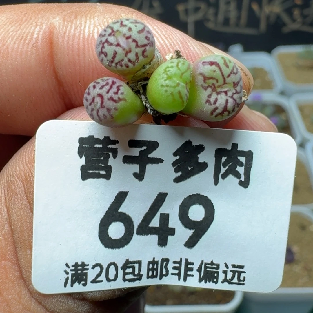 墨小锥