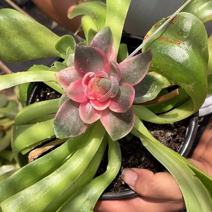 还***六寄养单号如下，我们这边