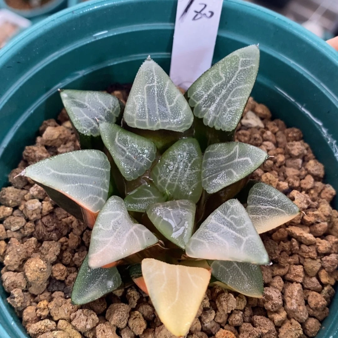 一颗实生大克锦。