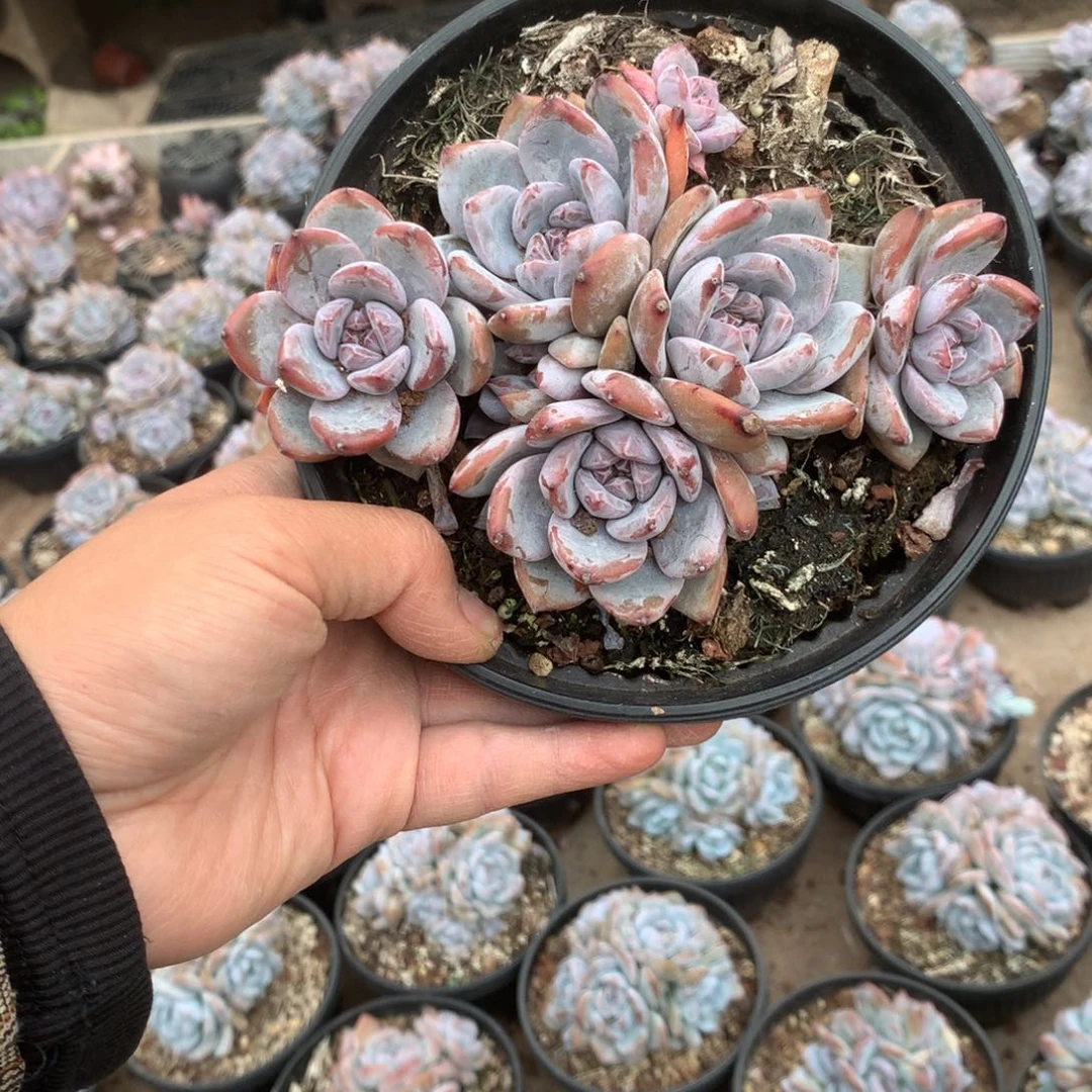 无花朵无砍哈哈哈哈哈哈哈38