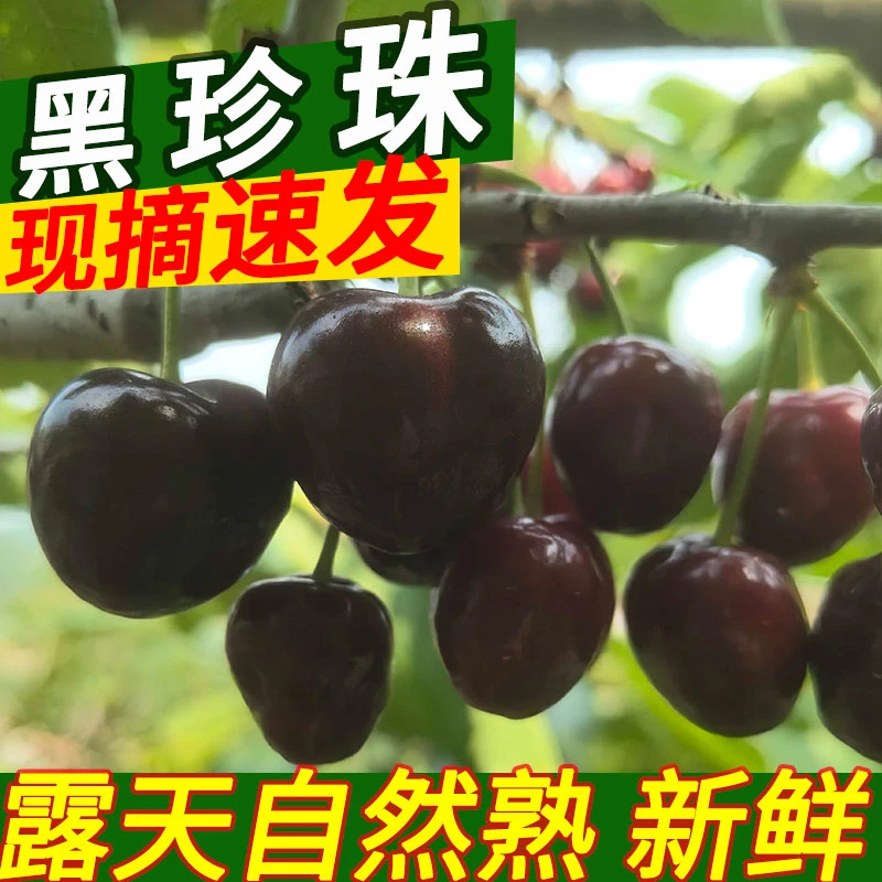 【顺丰】黑珍珠大樱桃新鲜当季3-5斤大果 顺丰冷链