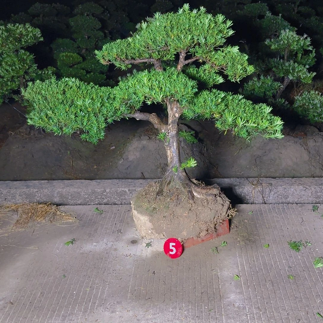 沈***华完全开放罗汉松基地直发