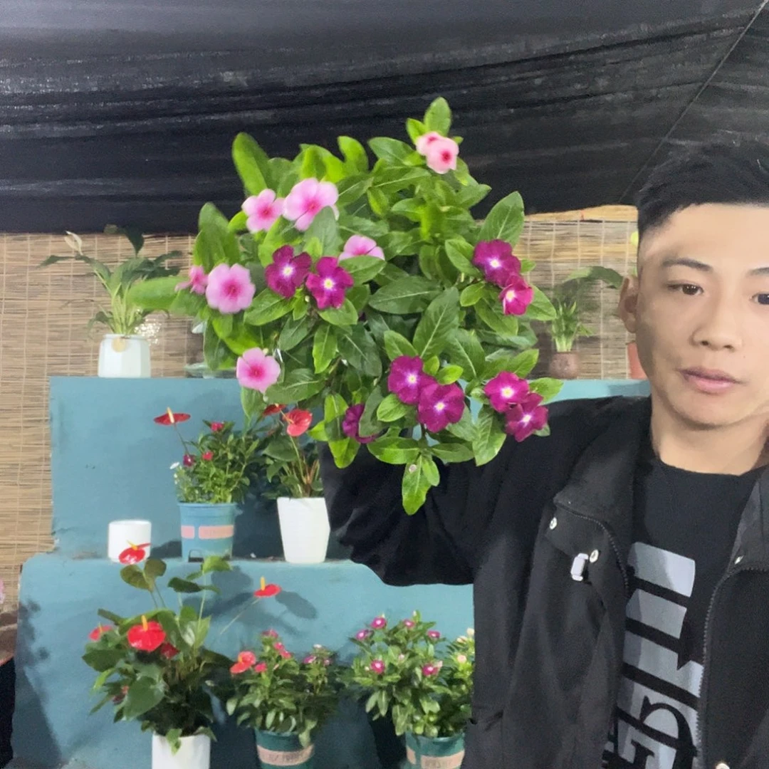 完全开放天天开加仑盆