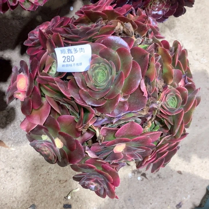 280香妃多肉植物