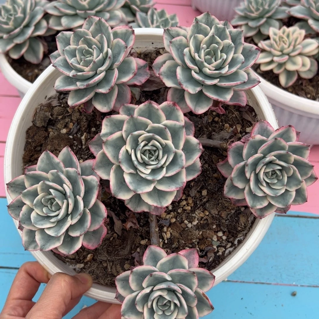 奶油黄桃锦，无砍手捧群