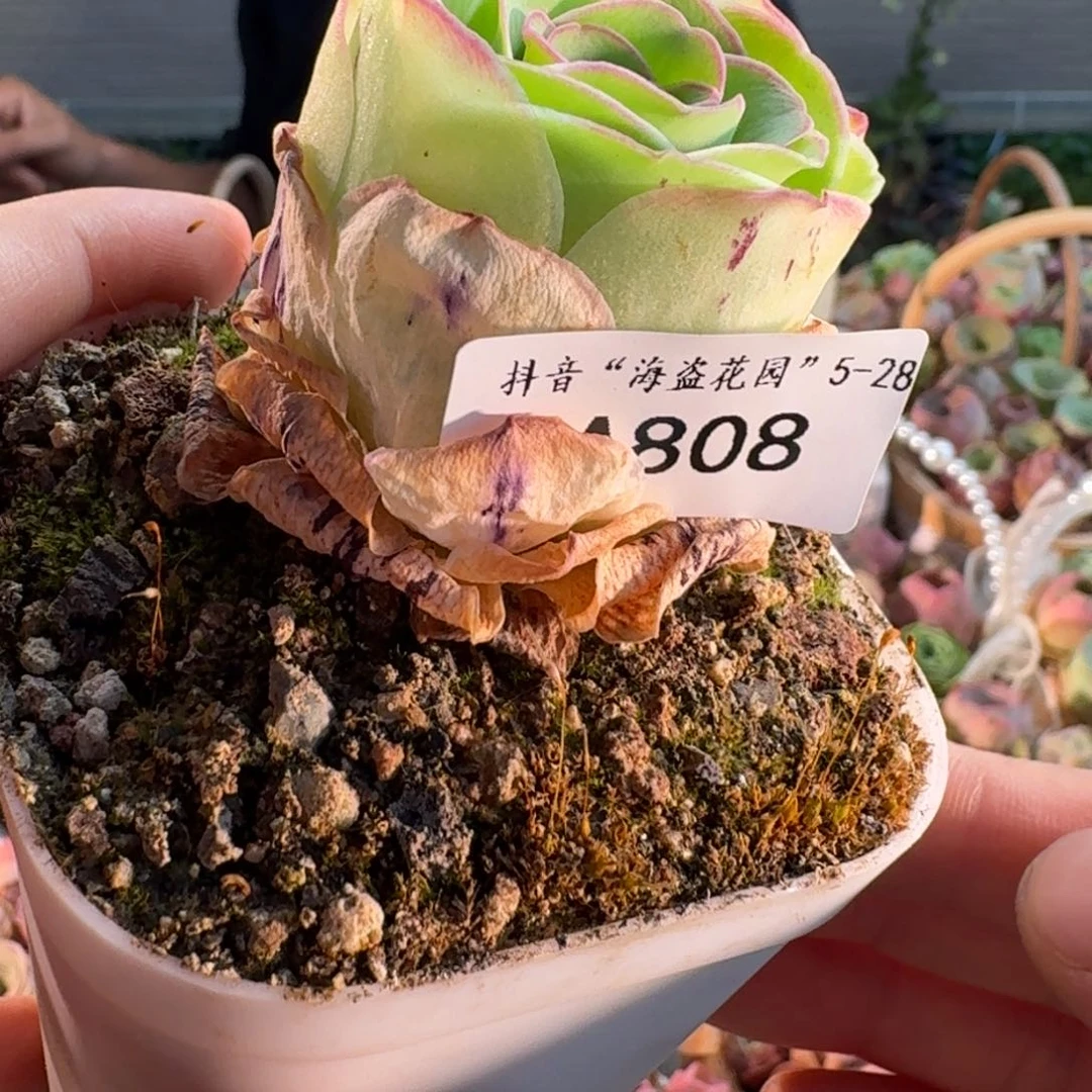 绥**使A808 福袋链接福袋