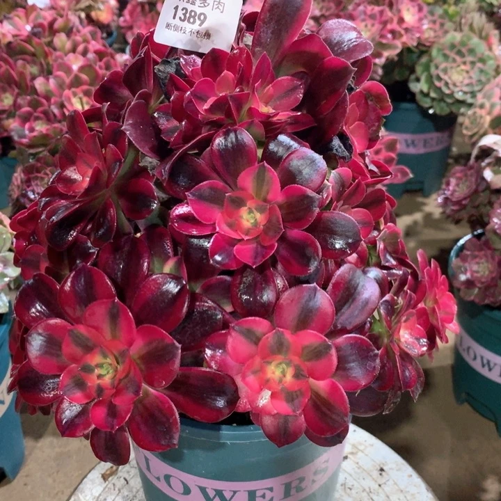 1389美杜莎多肉植物