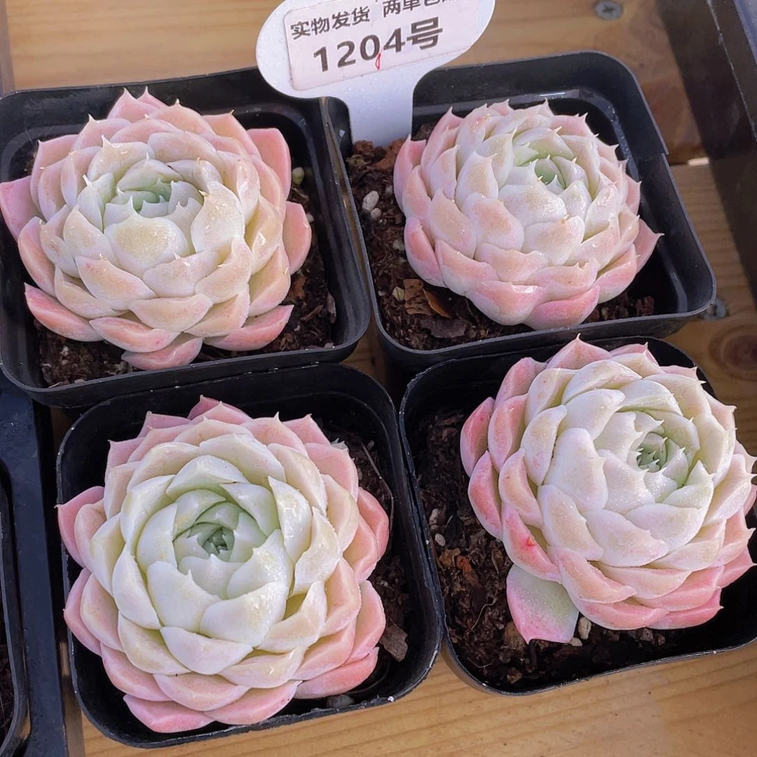 1204号 白月光单头一个