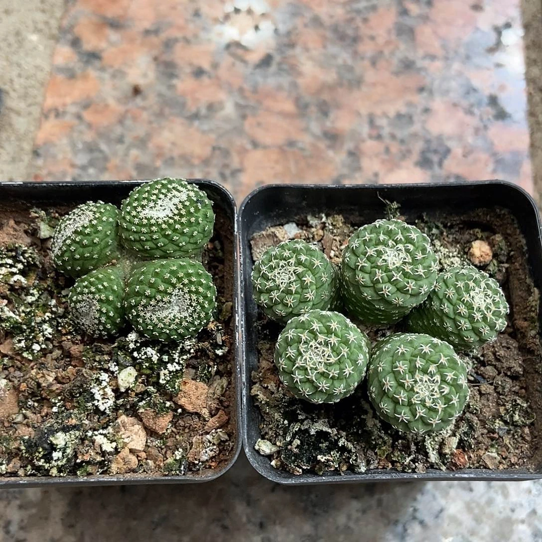 S***6实生多头菊水群2群