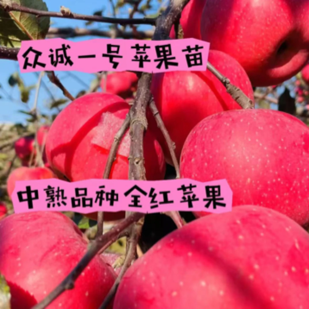 众诚一号苹果苗，10月中旬成熟