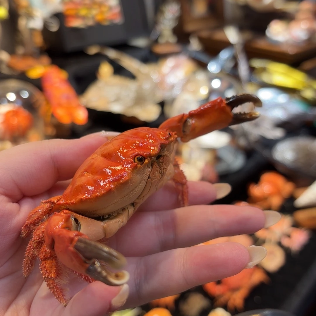 真实灿烂滑面蟹标本