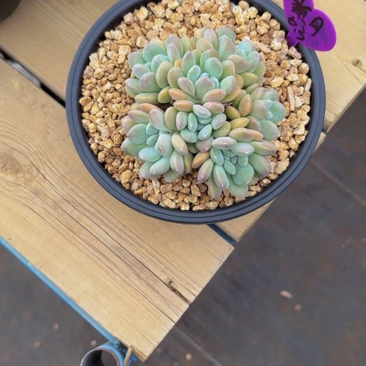 紫****党冰桃多肉美美哒