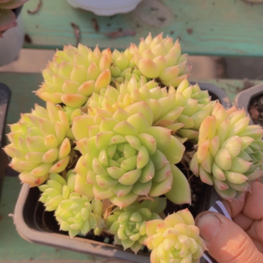 【闪购商品】麦秆22198