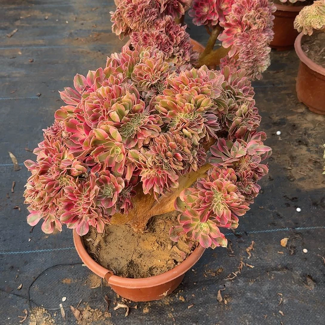 淡***定女巫缀化脱土发货