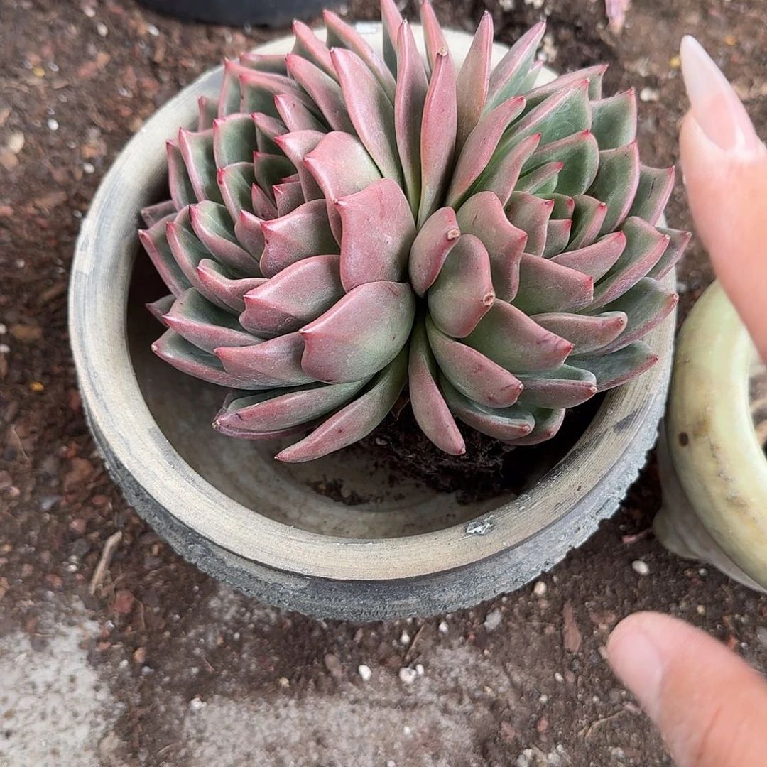 香槟双头盆多肉植物