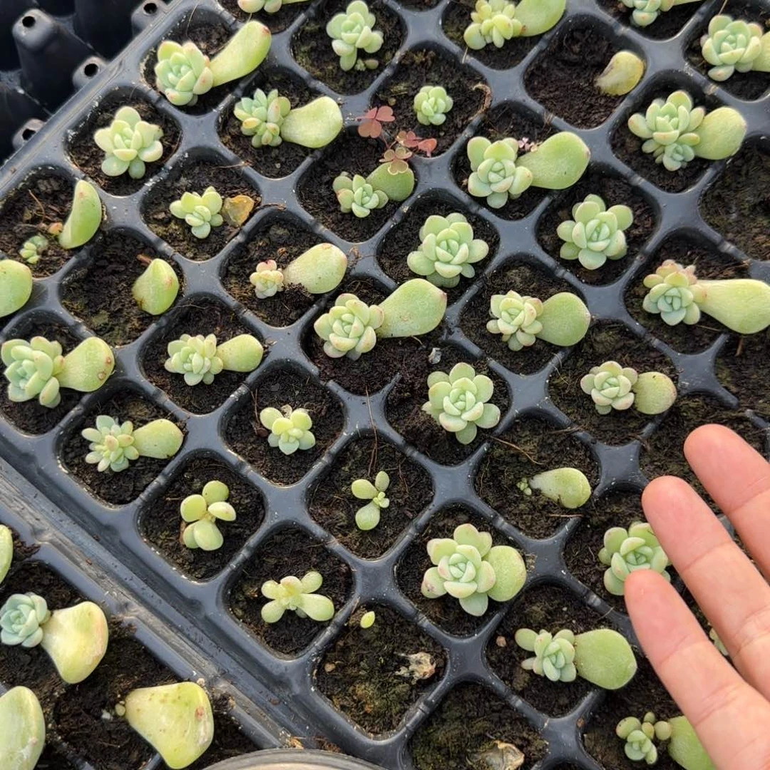 147 穴一个满25包邮