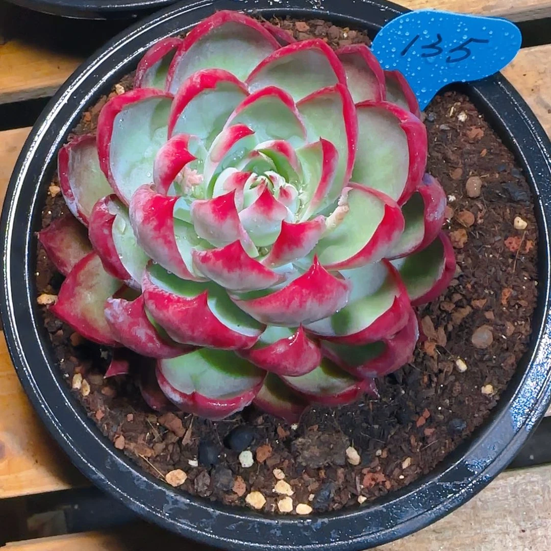 舍*惊鸿仙子一物一拍135号