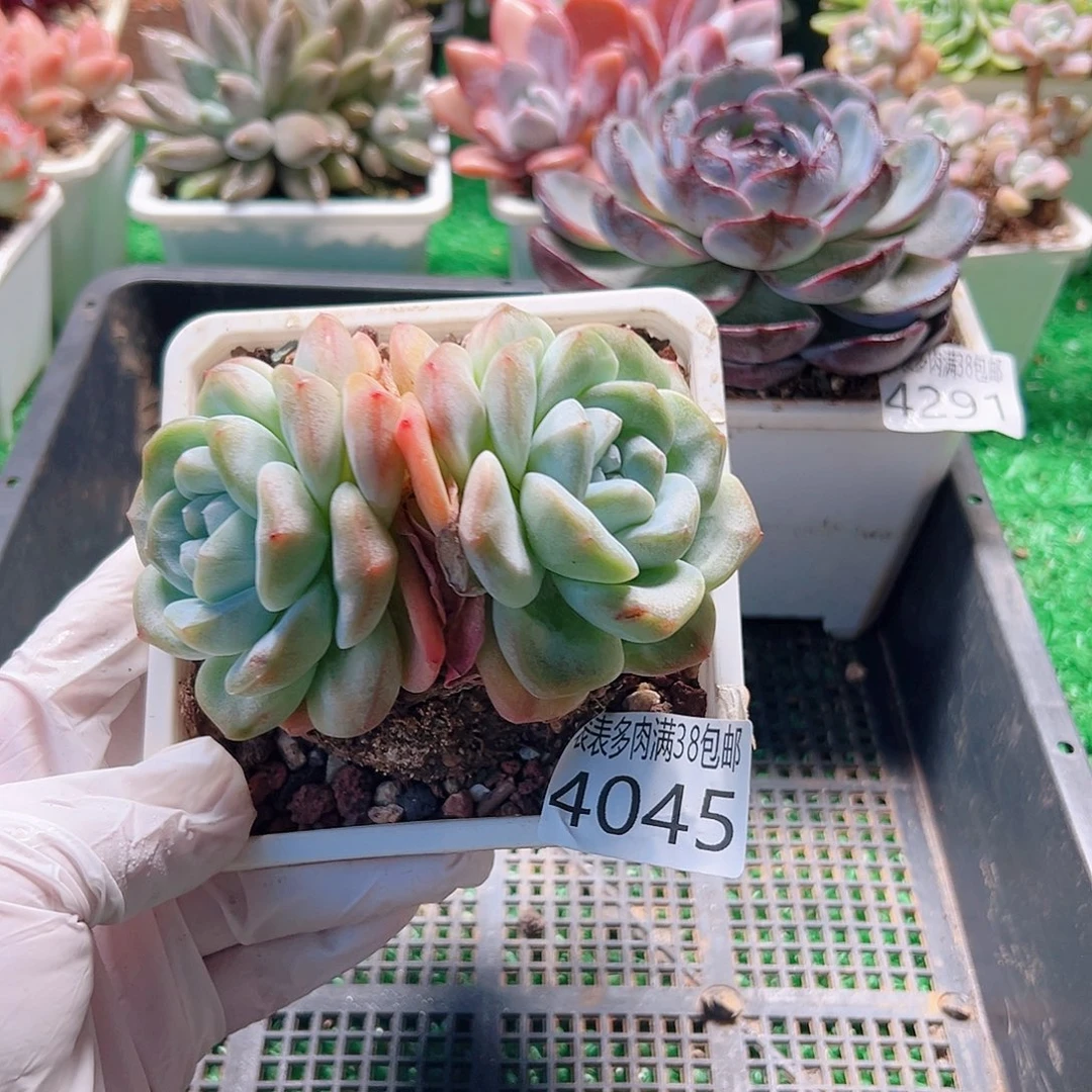 无花朵多肉一物一拍植物4045