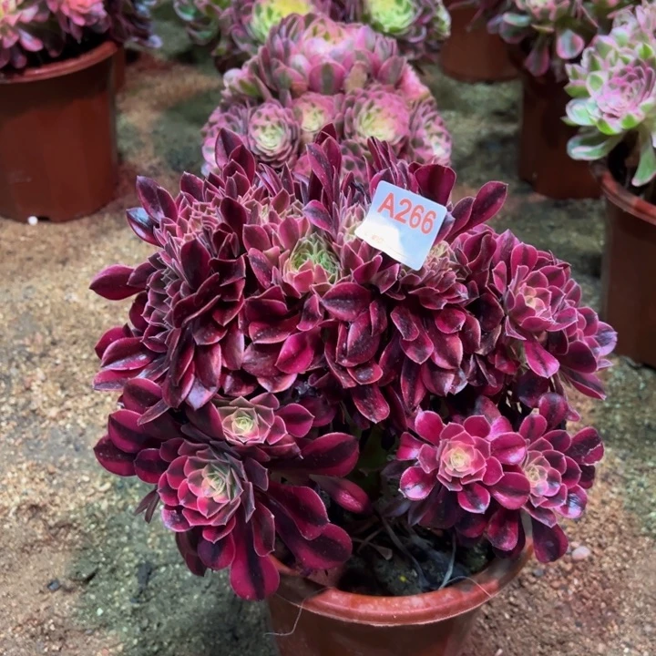 美杜莎缀266多肉植物