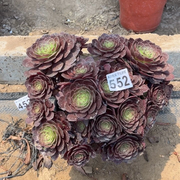 赤燕莲552不包断枝