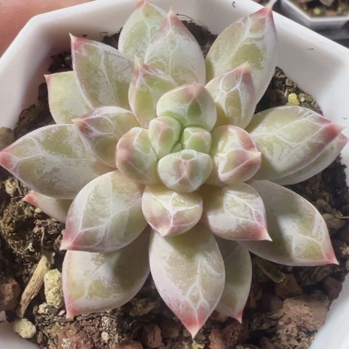 幻影美人精品多肉植物大战