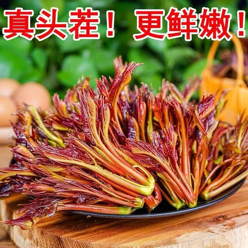 头茬红油香椿芽真头茬新鲜香椿芽