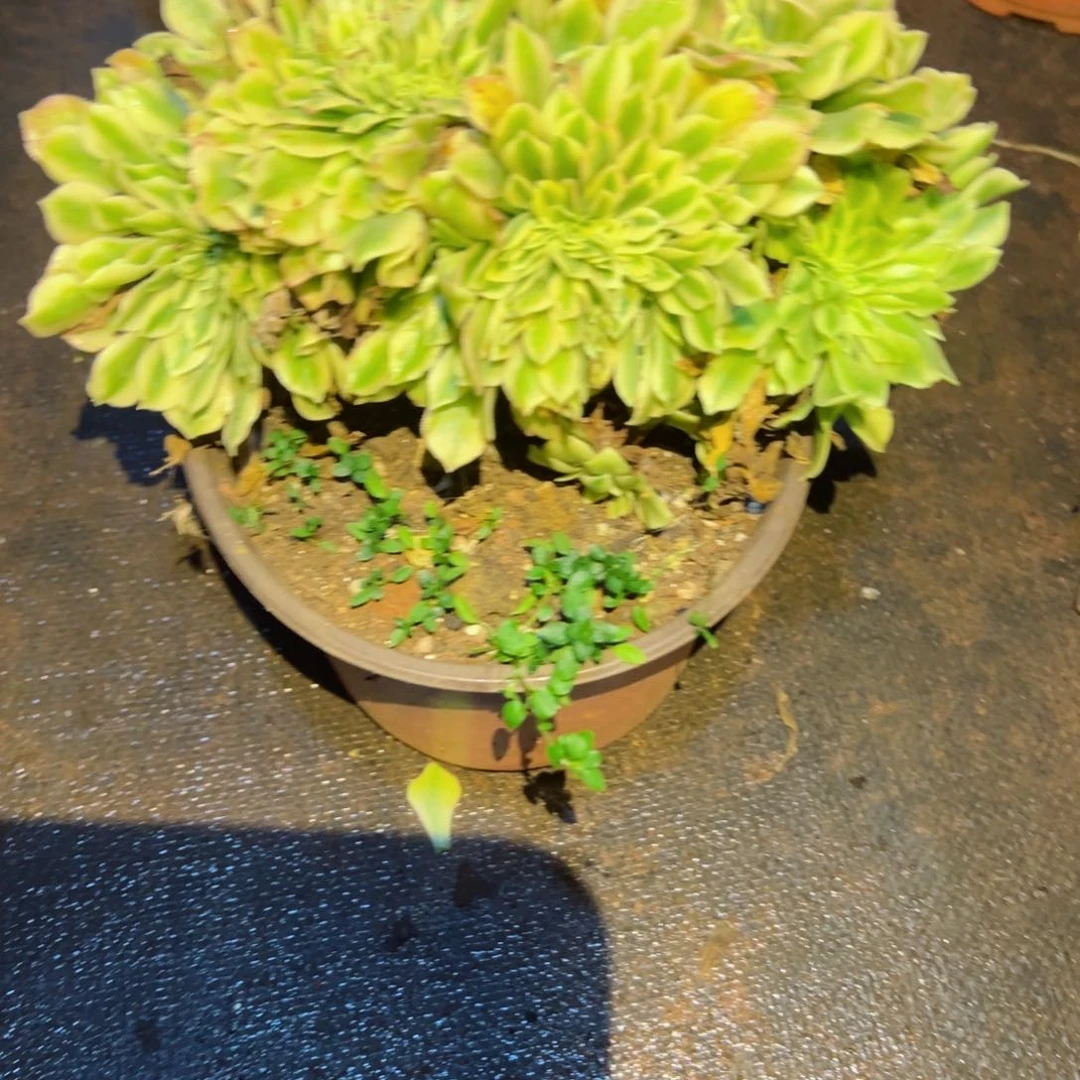 314 号多肉植物福利