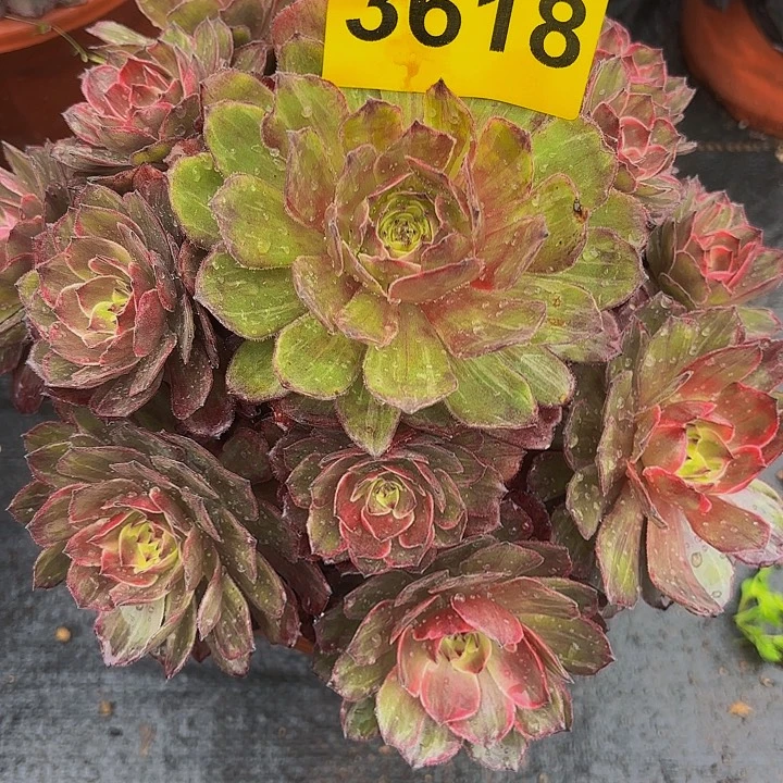 多肉植物福利3618