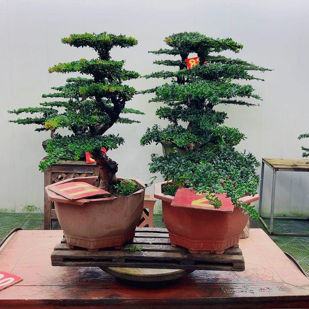 不开花植物罗汉松